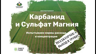 Агрономический эксперимент: вторая подкормка