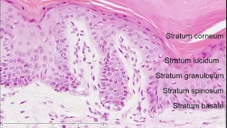 Histology of the Skin