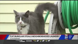 Cat burglar steals neighborhood laundry