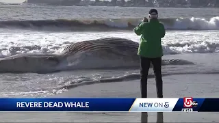 Dead whale washes up on Revere Beach