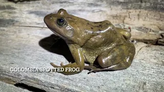 Catching Arizona Tiger Salamanders & Colombia Spotted Frogs in Utah, 2022