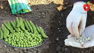 For an abundant and early harvest, sow peas this way!