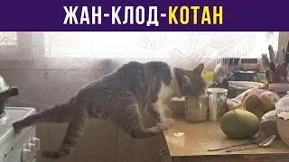 Лютые приколы. Жан-Клод-Котан | Мемозг #65