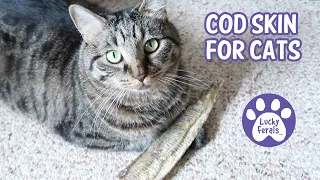 Cod Skin For Cats * S4 E 14 * Cats React