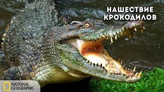 Нашествие крокодилов | Документальный фильм National Geographic