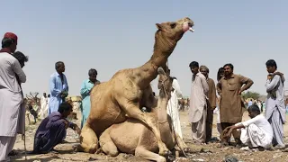 Camel love full video|| mating sounds