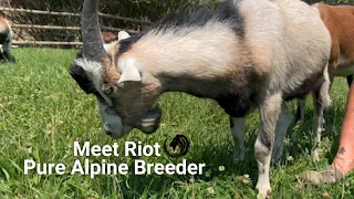 Meet Riot Full Alpine Breeder