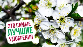 Чем подкормить яблоню весной? Весенняя подкормка яблонь. Уход за яблоней весной