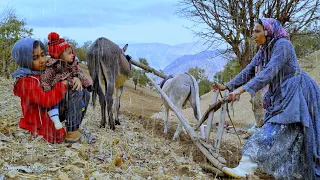 Plowing the field with an iron ox 🐮: by Afrin and his daughters, school fees 🏫: