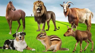 Wild Animal Sounds In Peaceful: Lion, Stork, Frog, Deer, Ostrich, Squirrel, Deer, Hippo, Chicken,...