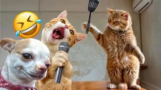 Best Funny Dogs and Cats Videos 🐕😻👋 Funniest Animal videos 2024😍