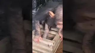 baby orphan chimp monke