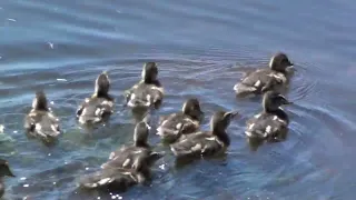 A Day In The Life of DUCKS!