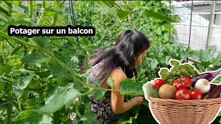 Urban vegetable garden on my balcony 10m2