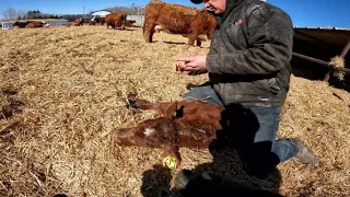 Feeding and Trying to Keep Calves Healthy