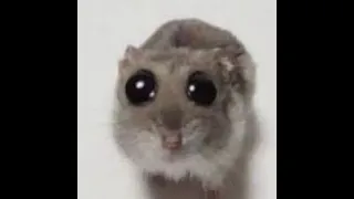 Sad Hamster HardStyle