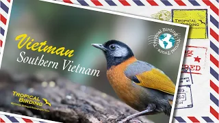 Tropical Birding Vietnam Virtual Birding with a Camera (BwC) Tour by Ken Behrens