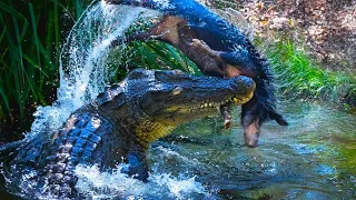 SALTWATER CROCODILE ─ Even Humans Sharks and Tigers are Afraid of this Monster