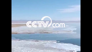 Весной озеро Цинхай превращается в «Лебединое озеро»