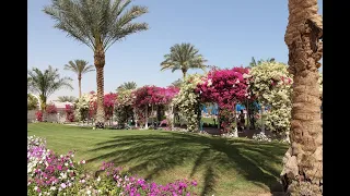 DESERT ROSE RESORT, HURGHADA, EGYPT