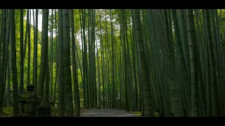 Relaxing Music of Buddhism with the bamboo forest  [Stress Relief, Sleep,Calm] (1 hour)　