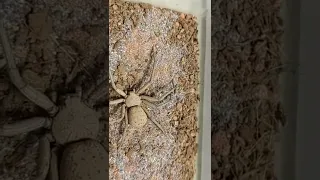 One of the most dangerous creatures in the world 🕷️ Six-Eyed Sand Spider