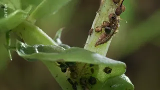 Naturwunder Gemüsegarten - Die große Welt der kleinen Tiere | arte Doku