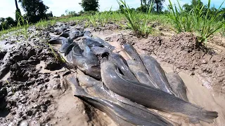 amazing fishing! a fisherman skills catch a lot of fish on waterway at field by hand