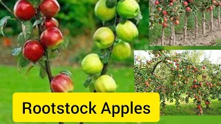 Most Vigorous Apple Rootstock#  IN CHURAH.