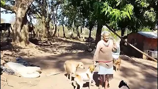 PRIMEIRO VÍDEO QUE GRAVEI COM DONA CIDA , CASA DE LATA SEM AGUA E SEM LUZ 45 CACHORROS,  80 PORCOS