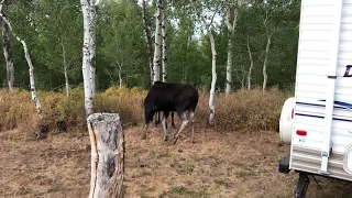 Fighting Moose rutting at Sunridge, Utah