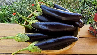 Eggplant Dish You'll Want to Eat ALL the Time!  Popular Azerbaijani Eggplant Recipe!