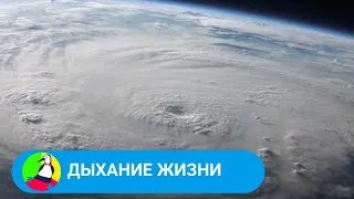 УВЛЕКАТЕЛЬНОЕ ПУТЕШЕСТВИЕ ПО ЕВРОПЕ, СЕВЕРНОЙ АМЕРИКЕ И НА ГАВАЙИ.Дыхание жизни 🐾 STARMEDIAKIDS