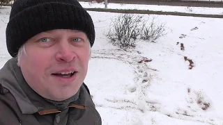В городе много снега, следы на снегу, Геннадий Горин гуляет, город Орёл