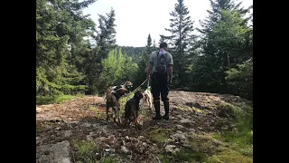 Guided hound hunts for bear | North Maine Woods