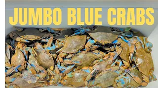 Blue Crabs, For CRAB CAKES