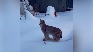 Егеря поймали рысь. Real video