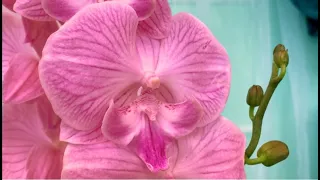 Свежий завоз орхидей в Оби 18 февраля 2021 г.