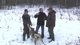 "Клуб охотников и рыболовов" выпуск 120 Западно-Сибирская Лайка часть 1, продолжение следует...