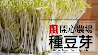 療癒～豆芽成長日記，所有細節一次告訴你！ 孵豆芽/ 種豆芽/ 發綠豆芽 Grow Mung Bean Sprouts [Eng Sub]