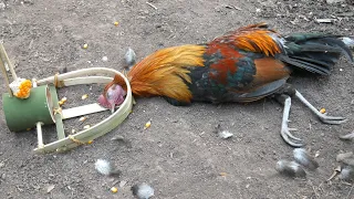 Wild Man: Creative Amazing Wild Chicken Trap in the Forest to Get Delicious Food