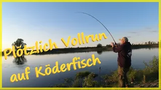 Angeln mit Ködefisch am Fluss auf Raubfisch und Aal #Elbeangeln #Elbe #Livebiss