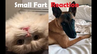 Small Fart Dogs And Cats 😮 Funny Pets Reaction | TRY NOT TO LAUGH 😂