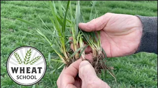 Wheat School: Strategies for record-setting winter wheat