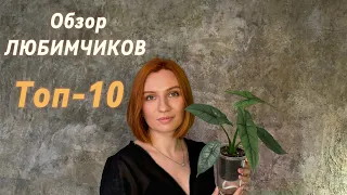 Топ-10 растений моей коллекции | Обзор фаворитов