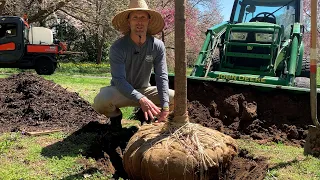 Gardeners Almanac: April 12  - Planting B&B Tree