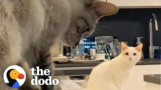 Woman Wakes Up To Her Cats Doing The Cutest Thing! | The Dodo Cat Crazy