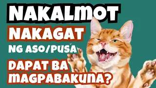 Libreng bakuna pra sa kalmot at kagat ng Aso at Pusa : Free Anti-Rabies Vaccine