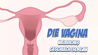 Weibliches Geschlechtsorgan: Vagina | Anatomie | Pflege Kanal