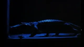 Alligator (1980) -Trailer